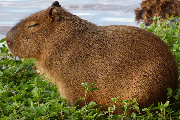 capibara